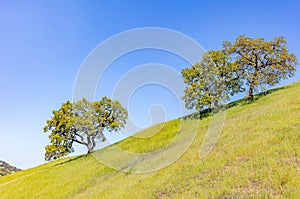 Beautiful landscape photos in the spring in California. With lush green hills, Green shrubs and trees, beautiful purple and orange