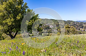 Beautiful landscape photos in the spring in California. With lush green hills, Green shrubs and trees, beautiful purple and orange