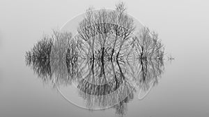 Beautiful landscape picture of a tree in a flooded lake