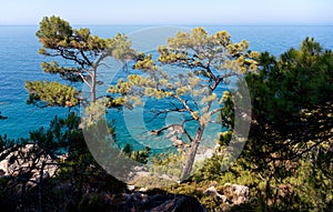 Beautiful landscape. Pine forest in the hills on the shore of the blue sea. Mediterranean Sea, travel to Turkey. Faralya