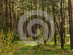 Beautiful landscape of pine forest in sunny day.