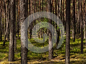 Beautiful landscape of pine forest in sunny day. Black and white