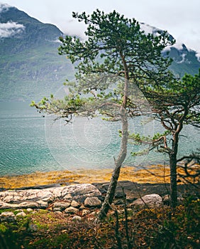 Beautiful landscape, pine trees on the fjord in Norway, travel to Scandinavia