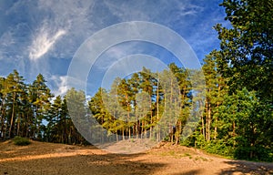 Beautiful landscape with pines on the sandy cliff on the background of blue sky with white clouds/Background with pine trees on