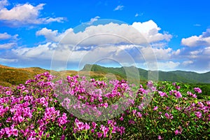 Beautiful landscape of Pink rhododendron flowers and blue sky in the mountains, Hwangmaesan in Korea.