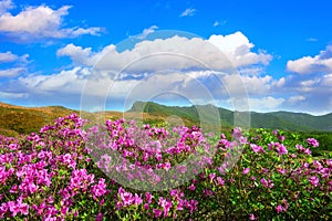 Beautiful landscape of Pink rhododendron flowers and blue sky in the mountains, Hwangmaesan in Korea. photo