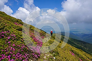 Beautiful landscape with pink rhododendron flowers on the mountain, in the summer.