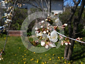 Beautiful landscape with plum tree in bloom. Spring in Lithuania.