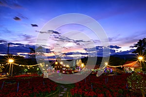 beautiful landscape poinsettia, red christmas flower of Dawn Sunrise in the Morning and windmill landmark.