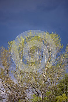 beautiful landscape with poplars