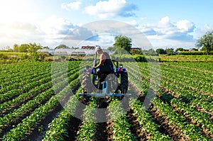 Beautiful landscape of potato plantation and a cultivator tractor. Field work cultivation. Farm machinery. Crop care, soil quality