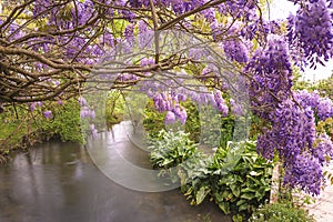 Beautiful landscape with purple blooming wisteria