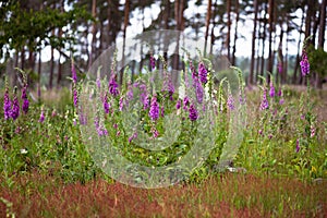 Beautiful landscape with purple foxglove and other wildflowers in the forest background