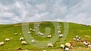 The beautiful landscape of Qinghai, the goats grazing on the grassland