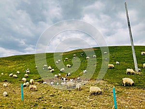 The beautiful landscape of Qinghai, the goats grazing on the grassland