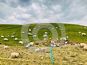 The beautiful landscape of Qinghai, the goats grazing on the grassland