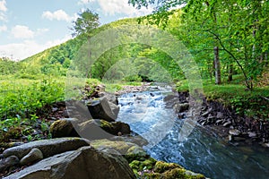 flow among mossy rocks in the fores in springtime. warm sunny weather. trees in green photo