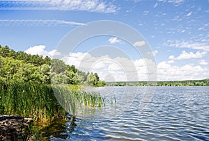 Beautiful landscape of reeds, lake and blue sky, summer day.