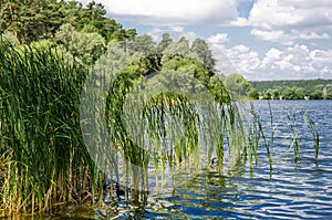 Beautiful landscape of reeds, lake and blue sky, summer day.