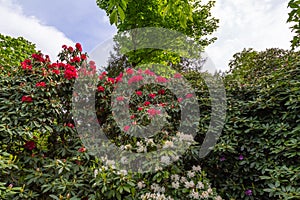 beautiful landscape with Rhododendrons in spring