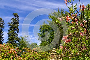 beautiful landscape with Rhododendrons in spring