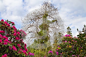 beautiful landscape with Rhododendrons in spring