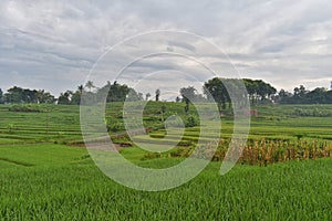 Beautiful landscape of rice field terraced at Boyolali, Central Java, Indonesia