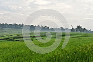 Beautiful landscape of rice field terraced at Boyolali, Central Java, Indonesia