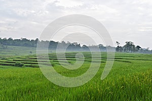 Beautiful landscape of rice field terraced at Boyolali, Central Java, Indonesia