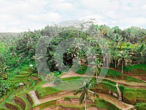 Beautiful landscape of rice fields in Bali