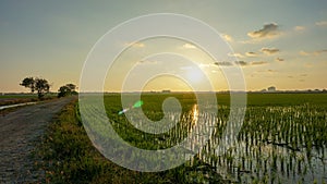 Beautiful landscape of rice paddy field during sunset in Sekinchan, Selangor, Malaysia.