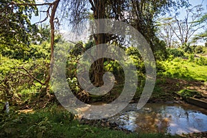 Beautiful landscape with river at Naivashi, Kenia