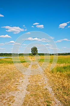 Beautiful landscape. Road to a lonely tree