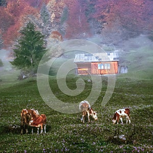 Beautiful landscape Romanian village foggy sunrise sunlight fog Romania idyllic countryside country life rural