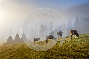 Beautiful landscape Romanian village foggy sunrise sunlight fog Romania idyllic countryside country life rural