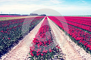 Beautiful landscape with rows of red tulips in the middle of a field in the Netherlands