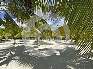 Beautiful landscape of sandy white beach with low green palm trees.Shadows from large tree branches.Rest at the resort