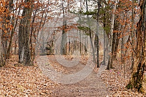 Beautiful Landscape Scene of a Walking Trail in the Woods in Autumn