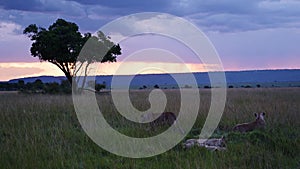 Beautiful landscape scenery at dusk with a group of Lions lying down looking out over the amazing Ma