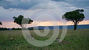 Beautiful landscape scenery at dusk with a group of Lions lying down looking out over the amazing Ma