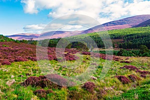 Beautiful landscape scenery hills slope covered by violet heather flowers