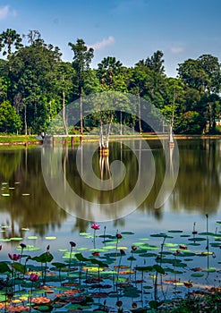 Beautiful landscape scenery and reflection at the lotus pond at Seri Iskandar Perak