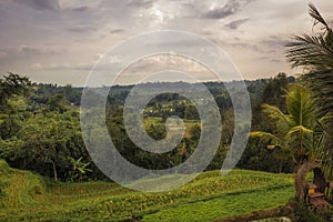 Beautiful landscape scenery of rice terraces Jatiluwih on Bali in Indonesia