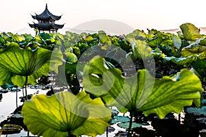 The beautiful landscape scenery of Xihu West Lake in Hangzhou CHINA