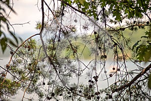 Beautiful landscape scenes at lake jocassee south carolina