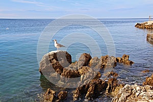 Beautiful landscape of sea Coast of Adriatic sea with with a seagull, a stone shore and transparent blue water near Rovinj,