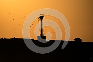 Beautiful landscape by the sea, at sunrise. Seabirds flying over a shipwreck. silhouettes