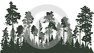 Beautiful landscape, silhouette of coniferous trees, forest. Vector illustration