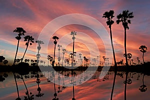 Beautiful landscape Silhouette of Sugar Palm Tree on Orange Sky at Twilight Time. Reflection on the water. Pathum Thani Province,