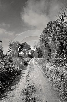 Beautiful landscape with sky, tres, and path. Black and white photography panorama. Autsria nature.